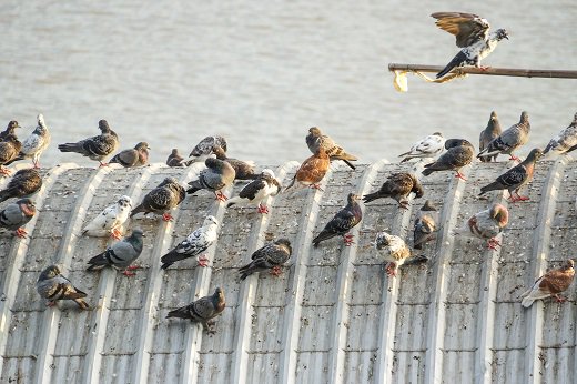 BAExterminators's tweet photo. For Oklahomans, birds can be the source of a pleasurable outdoor experience or a battle cry for property damage. Contact Arrow Exterminators and our bird control experts will make your bird problems fly away. https://t.co/FykCq40h9M https://t.co/MzmHsEQUbb