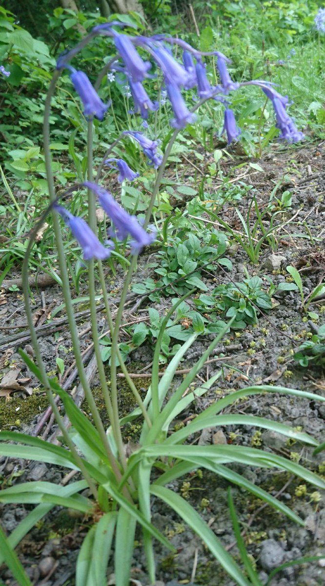 EmmsG22's tweet photo. @WoodlandTrust delighted to find bluebells on an urban walk yesterday, even if there weren't many! #BigBluebellWatch #QualityNotQuantity https://t.co/dcez9COpF3