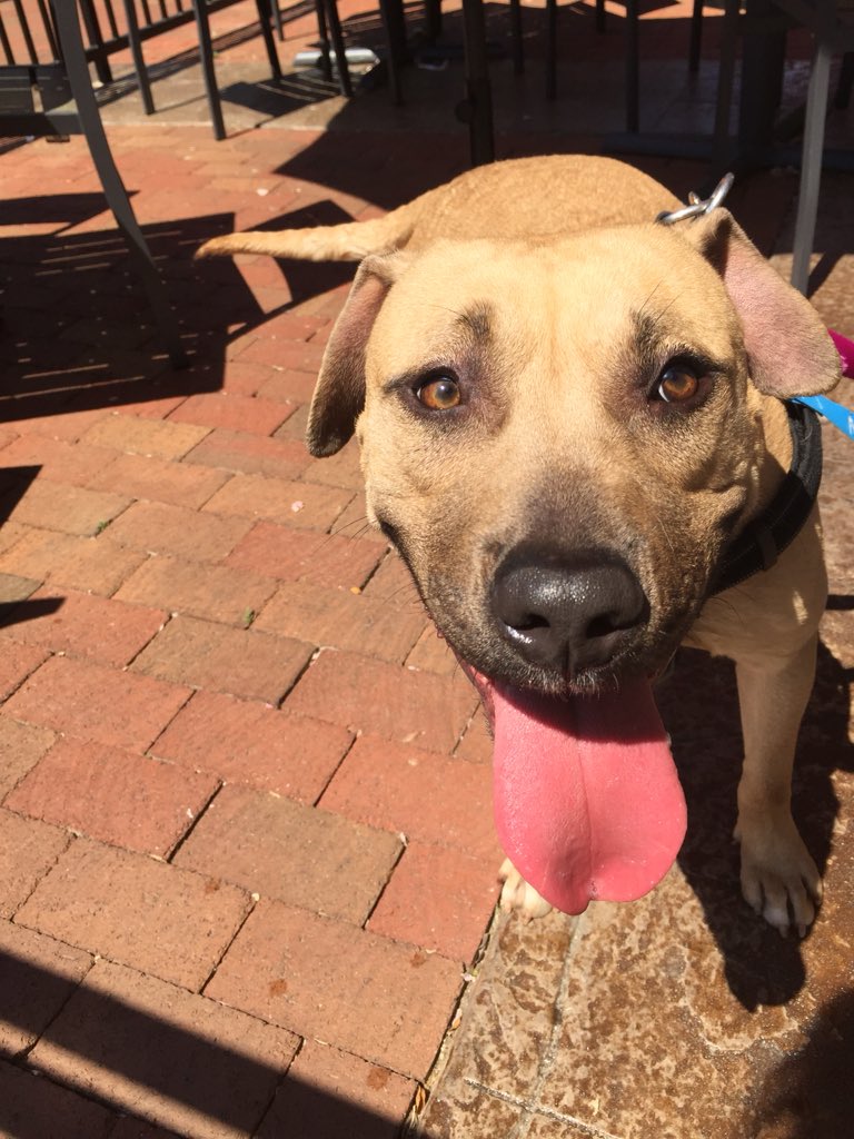 SpotsylvaniaTC's tweet photo. Watson was looking for Sherlock on the patio @malawispizza 😀 He’s available for Adoption @fredspca #villagepetoftheweek #dogadoption #fredspca #malawispizza https://t.co/0hBD3u5BkJ