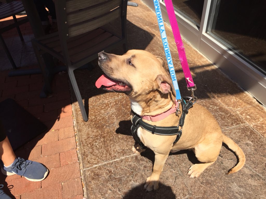 SpotsylvaniaTC's tweet photo. Watson was looking for Sherlock on the patio @malawispizza 😀 He’s available for Adoption @fredspca #villagepetoftheweek #dogadoption #fredspca #malawispizza https://t.co/0hBD3u5BkJ