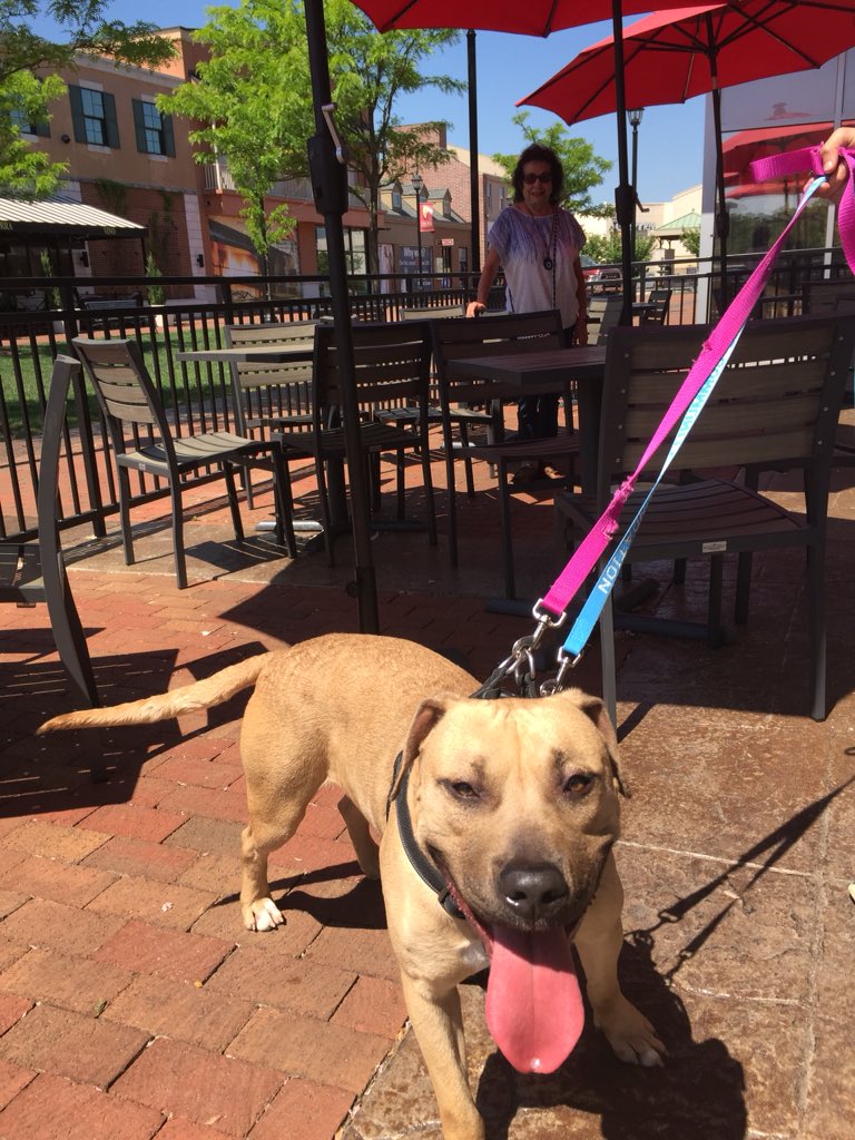 SpotsylvaniaTC's tweet photo. Watson was looking for Sherlock on the patio @malawispizza 😀 He’s available for Adoption @fredspca #villagepetoftheweek #dogadoption #fredspca #malawispizza https://t.co/0hBD3u5BkJ