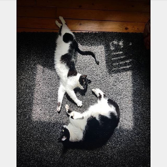 boltseatingbuds's tweet photo. Ever look at your cats and think 'you live the best life'? .
.
.
#photogeniccats #getajob #sunshine #summer #sunbathing #cats #kittens #cute #photography #photooftheday #catsofig #catsofinstagram #catstagram #cat #kitten #canonphotography #canon #lazy #s… https://t.co/wQGPRGeMEy https://t.co/fnouUX3jZd