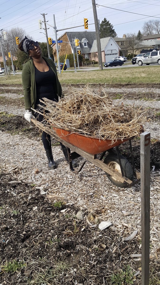 YRFoodNetwork's tweet photo. #GrowbackThursday Sending a huge shout out to @UNFI  for coming to prep our London &amp; Main Community Garden, Friday April 27th!
You worked hard spreading compost, mulching pathways and weeding. Your generous donation of time and muscle helped build this community!
#yrfngratitude https://t.co/9c6x9ugHkc