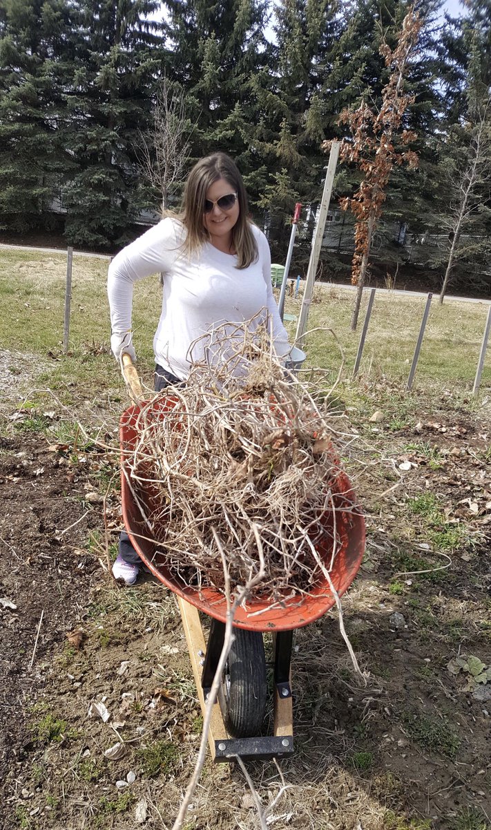 YRFoodNetwork's tweet photo. #GrowbackThursday Sending a huge shout out to @UNFI  for coming to prep our London &amp; Main Community Garden, Friday April 27th!
You worked hard spreading compost, mulching pathways and weeding. Your generous donation of time and muscle helped build this community!
#yrfngratitude https://t.co/9c6x9ugHkc