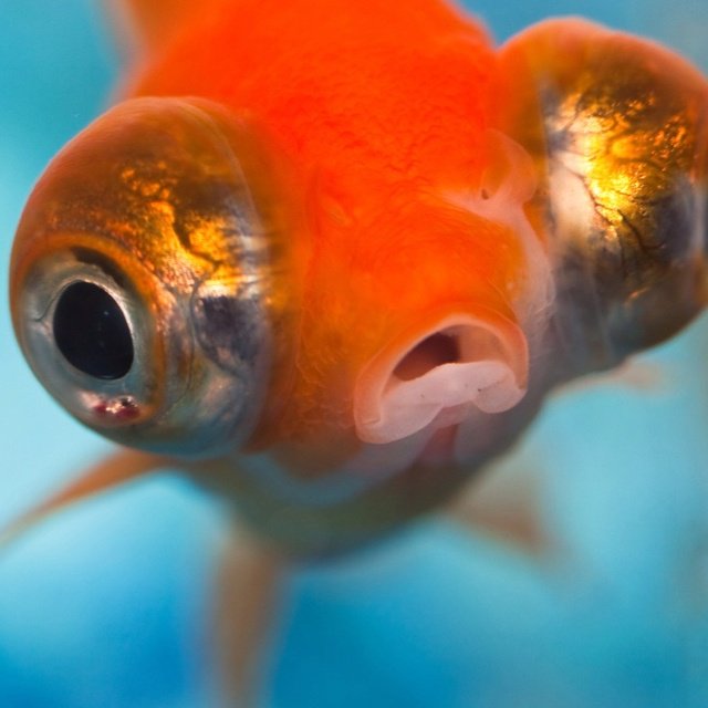 Goldfish20188's tweet photo. Heya followers i've tried XTC today and I went on a BAAAAD TRIP bro wth https://t.co/jsxYHPmhqN