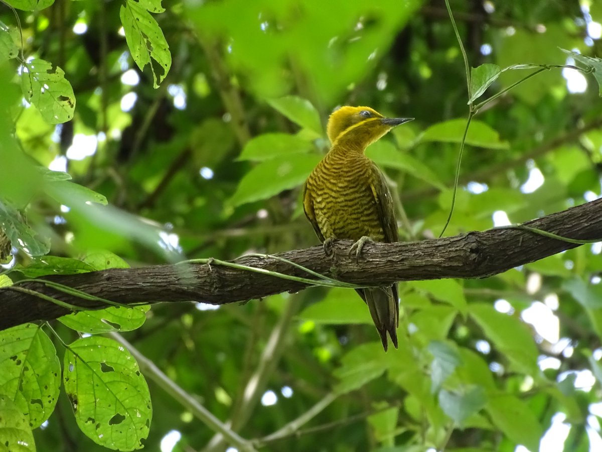 ATP_panama's tweet photo. Panamá muestra su potencial en avistamiento de aves en el Global Big Day, se posiciona como el país número uno en Centroamérica y se coloca entre los 10 mejores países del mundo con más especies observadas en un día.

 ↪️ https://t.co/KFAQrqeZmh https://t.co/ycOiVH0cRt
