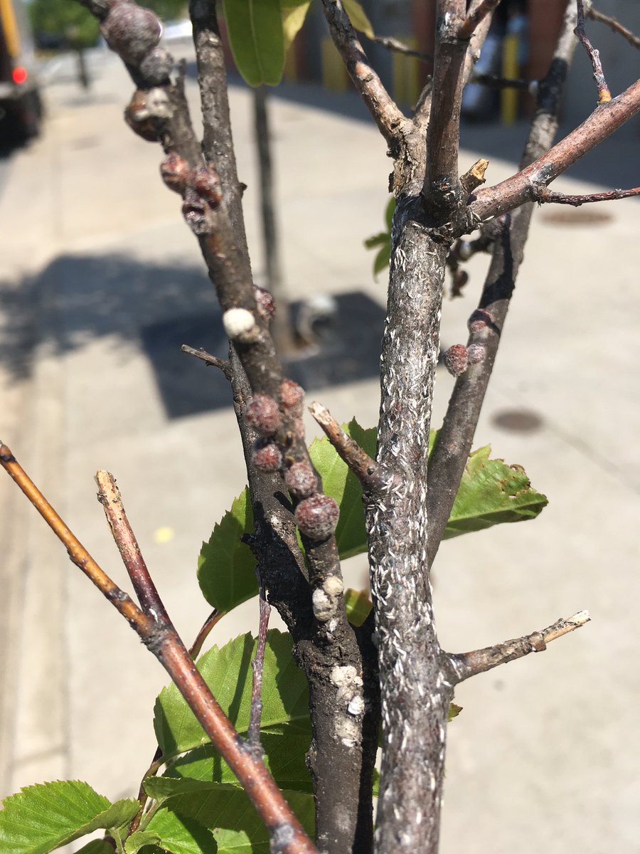 What do you get when you put a tree in an urban setting? Scale! Multiple species of scale found on the same trees in Downtown Charlotte!