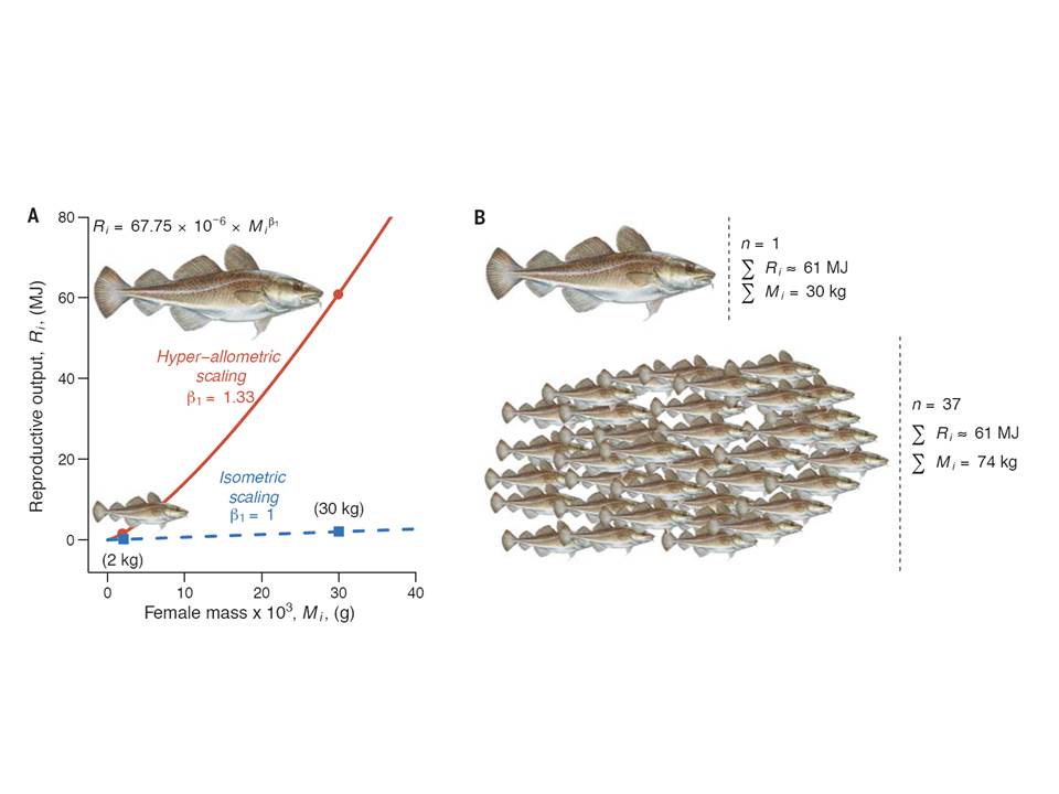 Robert Arlinghaus (moved to Blue Sky) tweet media
