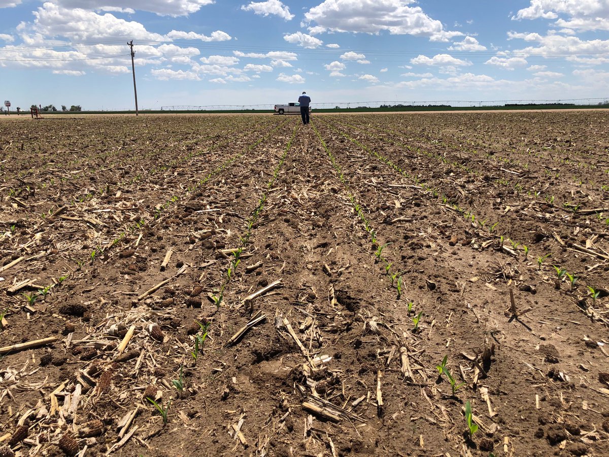 The_JohnnyO's tweet photo. Thanks @McFarlandMike for capturing my best side! It is a record breaking day for heat here in Colorado as we are making some early observations of our first planted @DuPontPioneer #PKP plot. Very impressed by our new #P0622Q and #P9492AM. https://t.co/9QgSfuKTiX