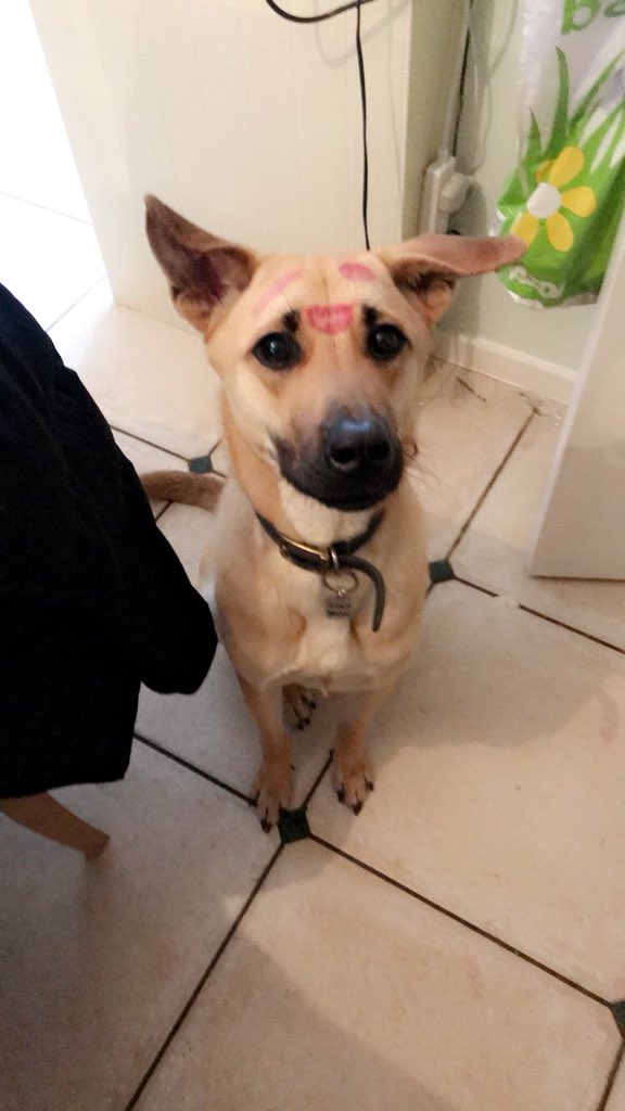 Dominique_SC's tweet image. Anyone in Battersea/South West London area, PLEASE HELP ME FIND MY BOY 💔 He is missing and I have heard he has a cut on his leg! He is very timid but a gentle soul ❤️❤️ PLEASE CONTACT ME IF SEEN or FOUND 07546119696