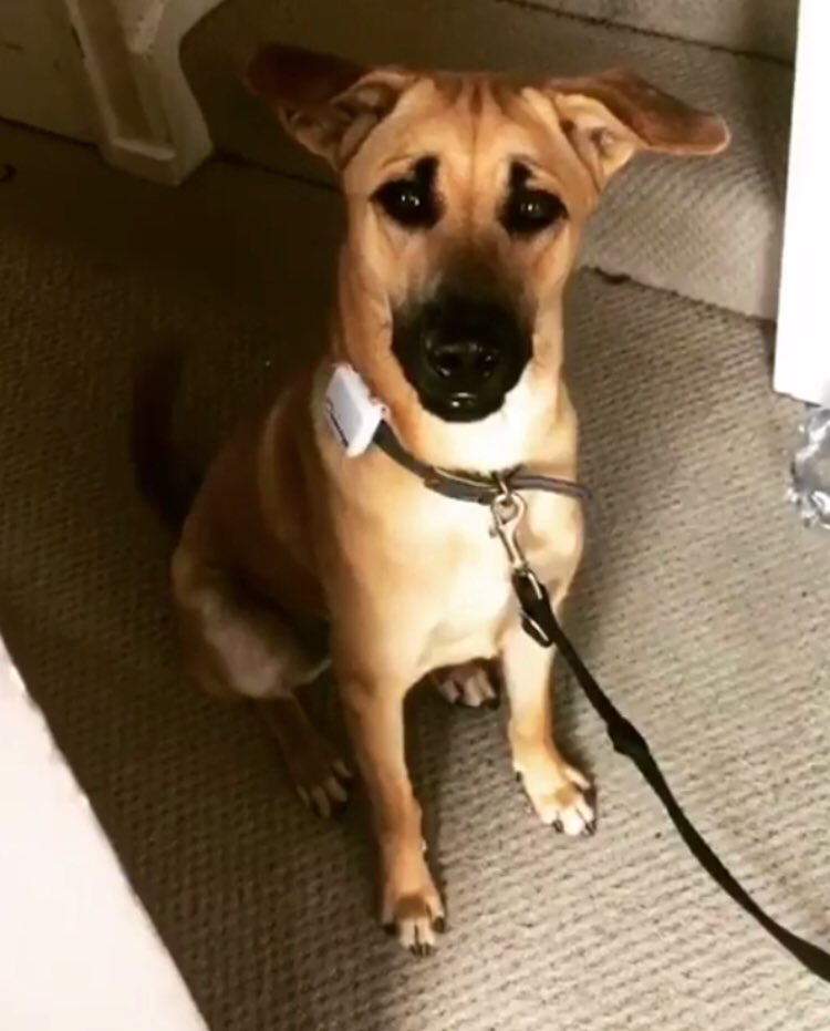 Dominique_SC's tweet image. Anyone in Battersea/South West London area, PLEASE HELP ME FIND MY BOY 💔 He is missing and I have heard he has a cut on his leg! He is very timid but a gentle soul ❤️❤️ PLEASE CONTACT ME IF SEEN or FOUND 07546119696