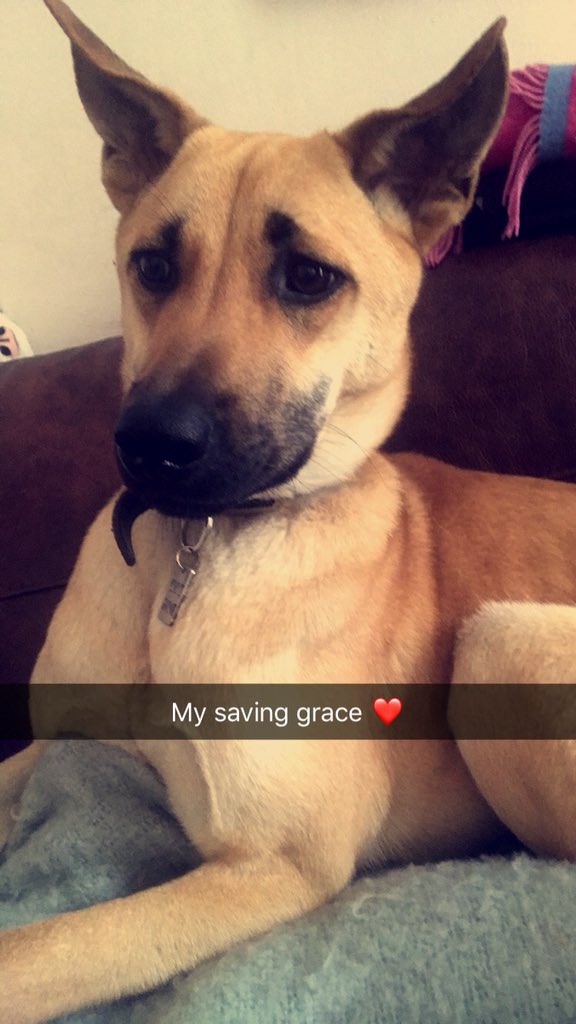 Dominique_SC's tweet image. Anyone in Battersea/South West London area, PLEASE HELP ME FIND MY BOY 💔 He is missing and I have heard he has a cut on his leg! He is very timid but a gentle soul ❤️❤️ PLEASE CONTACT ME IF SEEN or FOUND 07546119696