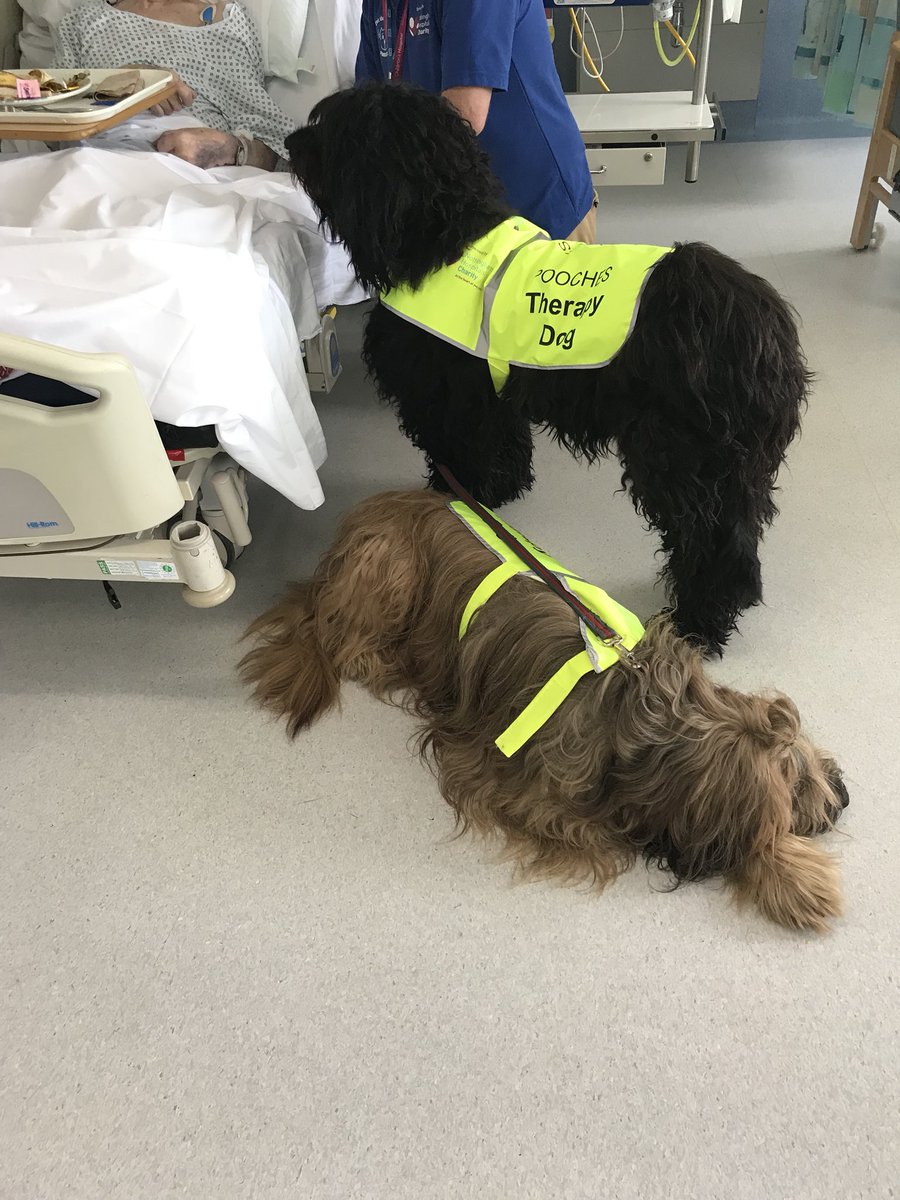 _Me99an_'s tweet photo. The best surprise ever!!! Thank you @bebf766db6d24b4 and @joharvey66 but the biggest thank you is to @Pooches20781922 for putting a smile on everyone’s faces for nurses day ❤️ #thisnurse #nursesday2018 #leveloneunit https://t.co/TQcApUzYPm