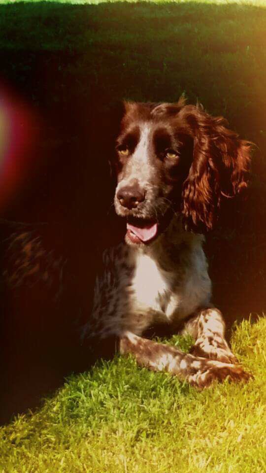 rosiedoc666's tweet photo. WISPA was #stolen early July 2017 WISPA is #stillmissing
๐คWHO TOOK HER๐ค
she's a beautiful brown & white #cockerspaniel
#taken from Warter Priory Estate (near #pocklington )
#York #EastYorkshire
#substantialreward ๐ฐ๐ฐ
Her friend EMMY was found in #southYorkshire ๐๐พ๐ https://t.co/ISAVuH6B1s