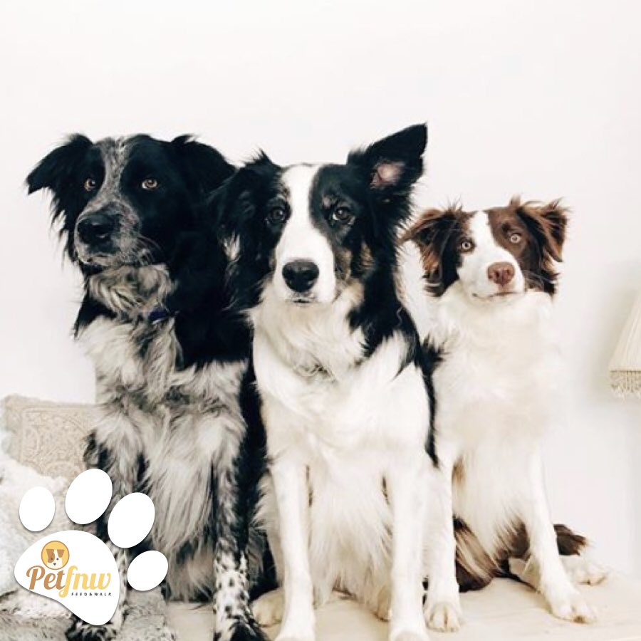 Köpeğinizin bakımı ile ilgili yardıma mı ihtiyacınız var?🐕Ona günlük veya yatılı olarak bakabilecek, sağlık sorunları ile ilgilenip, eğitim verebilecek güvenilir bakıcılar 🐾 petfnw.com’da sizi bekliyor! ❤️Hemen ziyaret et, en popüler bakıcılardan randevu al!🗓