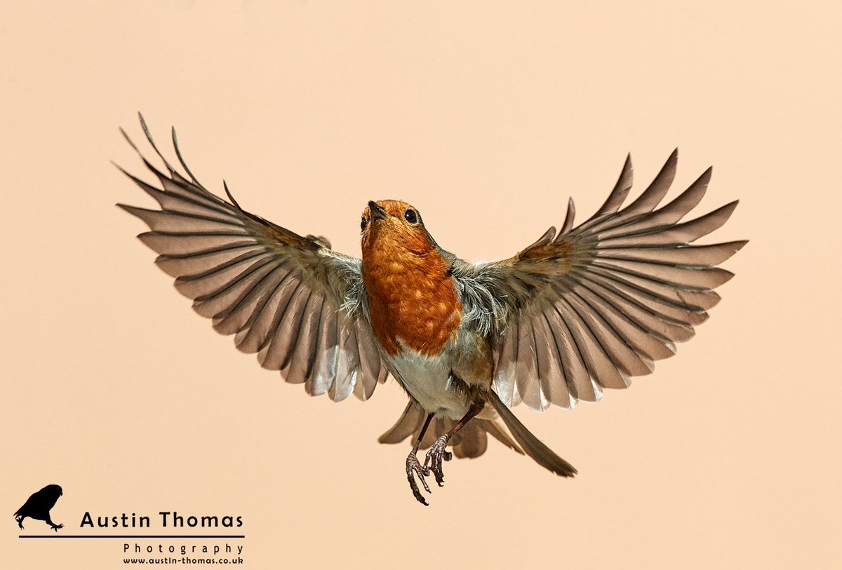 Austin Thomas On Twitter There Is An Awful Lot Of Bird Activity