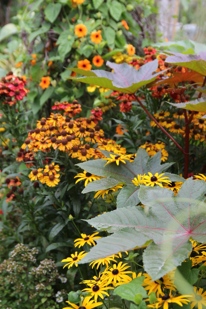 Fancy joining me for a Saturday morning on June 2 where you can learn how to create fabulous flower borders? Our latest <a href="/CottageGarSch/">CottageGardenSchool</a> course will leave you brimming with confidence and oozing with creative design ideas. Click for more details:  cottagegardenschool.co.uk/product/flower…
