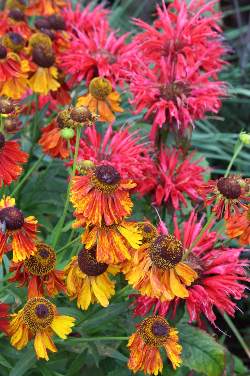 lucycgardens's tweet photo. Fancy joining me for a Saturday morning on June 2 where you can learn how to create fabulous flower borders? Our latest @CottageGarSch course will leave you brimming with confidence and oozing with creative design ideas. Click for more details:  https://t.co/5J8iv0CyHR https://t.co/8C3lpZxPZJ