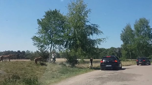 Ongelofelijk hoe dom 😱 RT <a href="/RTLnieuws/">RTL Nieuws</a>: 'Gezin ontsnapt aan jachtluipaarden in Beekse Bergen' rtlnieuws.nl/opmerkelijk/ge…