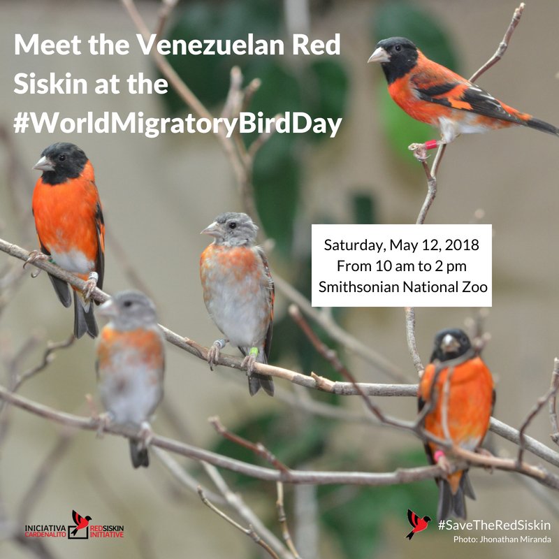 SaveRedSiskin's tweet photo. This May 12 the Red Siskin Initiative (@saveredsiskin) will be celebrating the #WorldMigratoryBirdDay at the @NationalZoo. Washington, D.C. Join us from 10am to 2pm. @FONZNationalZoo  #SaveTheRedSiskin #Smithsonian #Provita https://t.co/uN1g0cCRED