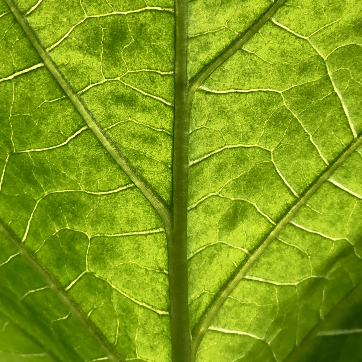 DriveLighting's tweet photo. "I love you sweet leaf." 
-
-
#GrowWithDrive #ARC600 #DriveLighting #Ithaca #NY #local #buylocal #supportlocalbusinesses #leaves #plants #growerslove #growerscommunity #LEDlights #LEDs #growlikeapro #newtech #ledgrow #cob #hydroponics #greenhouse #ledgrower #life #blacksabbath https://t.co/z2E2bgfegu