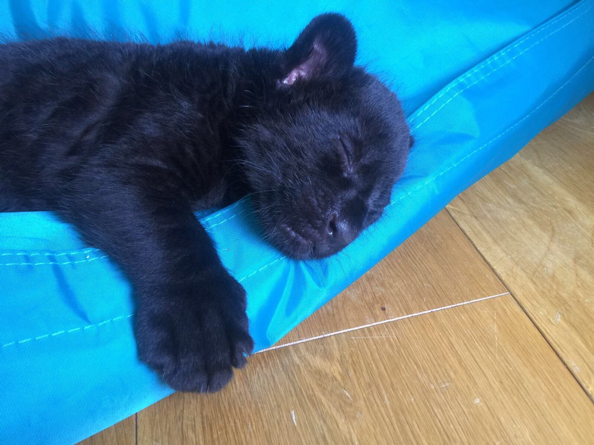 Almost forgot to post a #throwback #thursday Me!! Taking a catnap! #bigcatsaboutthehouse #mayathejaguar 🖤 #herstory 🐾