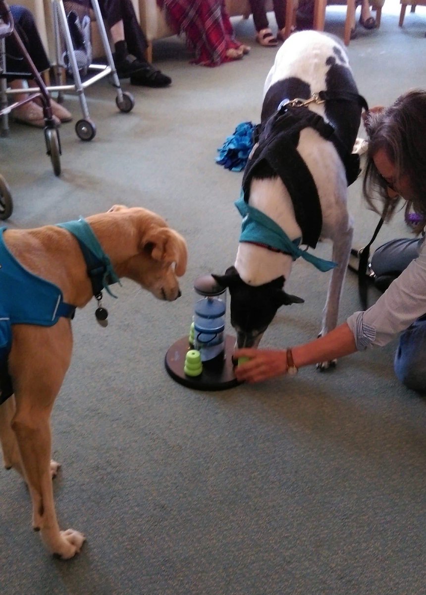 paws4wellbeing's tweet photo. This morning we’ve been having fun with the residents of Windmill House, nr Thornbury, South Glos. 
Charlie and Nell enjoyed meeting everyone and playing lots of interactive games. https://t.co/DRLABS1p4C