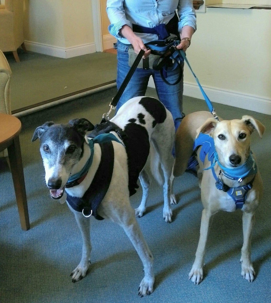 paws4wellbeing's tweet photo. This morning we’ve been having fun with the residents of Windmill House, nr Thornbury, South Glos. 
Charlie and Nell enjoyed meeting everyone and playing lots of interactive games. https://t.co/DRLABS1p4C