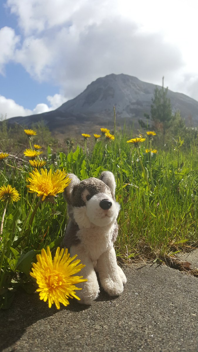 Errigal_Hostel's tweet photo. One of our mini guests forgot their wee fluffy friend this morning but fear not Sinéad was on the case and reunited them by lunchtime 💞 #ExploreErrigal #TeddyAdventures https://t.co/VH5pU0DMa3