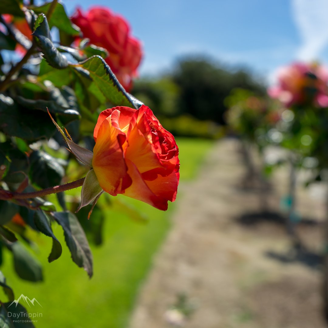DayTrippinMike's tweet photo. I don't often take photos of flowers,  but when I do I try to make them look good!!   :)  

Captured these at Mission Soledad on Sunday morning.   

#Roses #Flowers #MissionSoledad #SonyA7II #SonyFE1635 https://t.co/qdYfegdmC4
