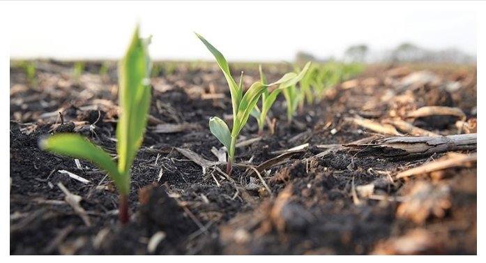 BASFAgProducts's tweet photo. Disease control, growth efficiency, stress tolerance. What do they have in common? Read this article to find out: https://t.co/RwD5W2M4pJ https://t.co/ZvV34h6bg1