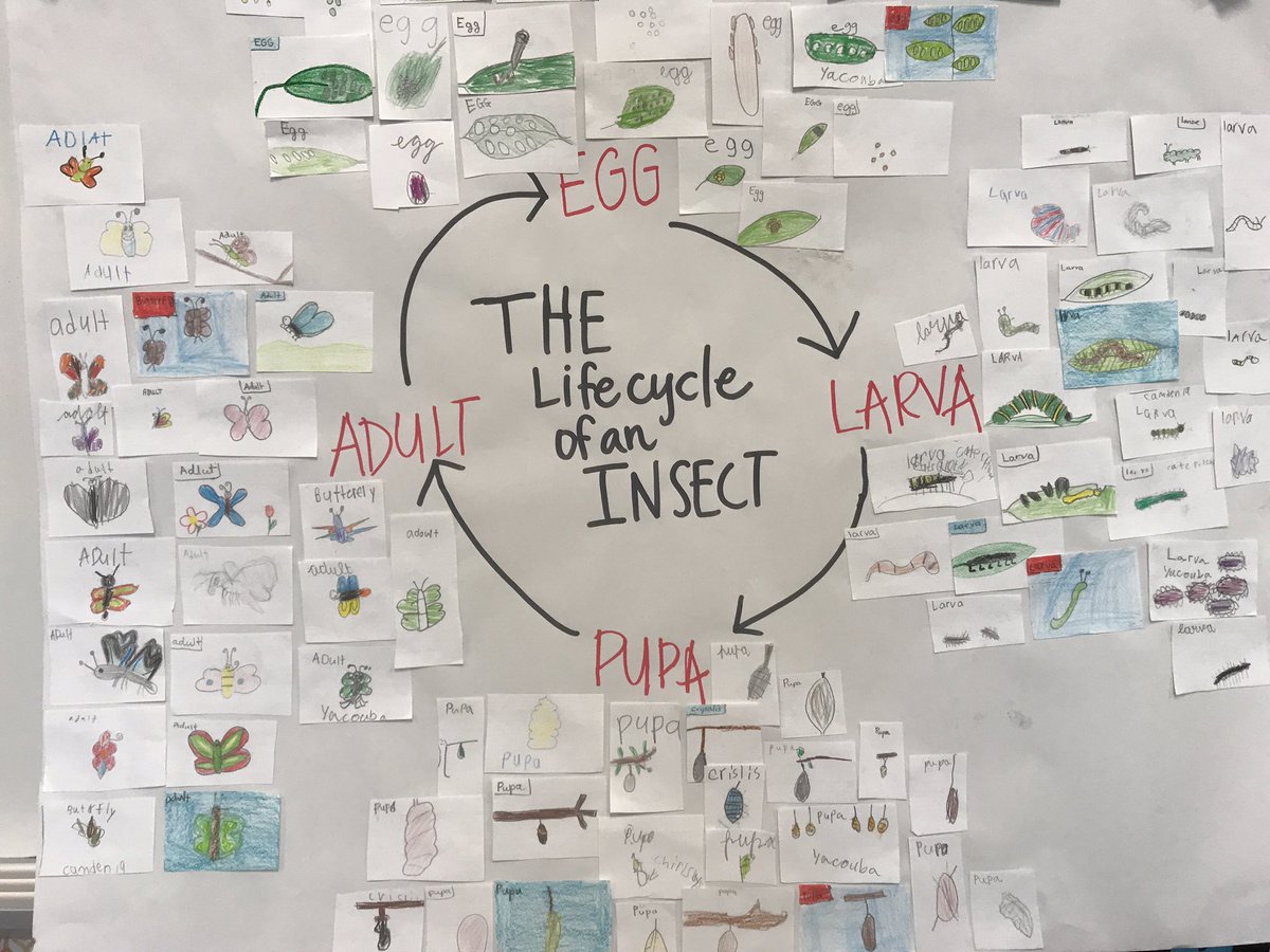 heymrsconder's tweet photo. Our prettiest #interactivewordwall yet!! We can't wait for our butterfly babies to emerge any day now🦋 @TaylorElemTalk #MrsCondersClass https://t.co/8OSFBiRa42