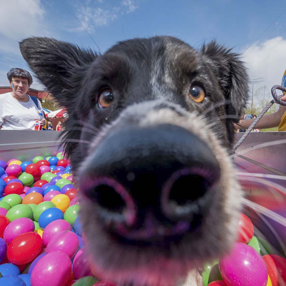 Animal_HumaneMN's tweet photo. Walk for Animals photos are here! ๐พ See our favorites at https://t.co/ARazDFdGnD. #WalkforAnimalsMN https://t.co/OlwSK3sYLY