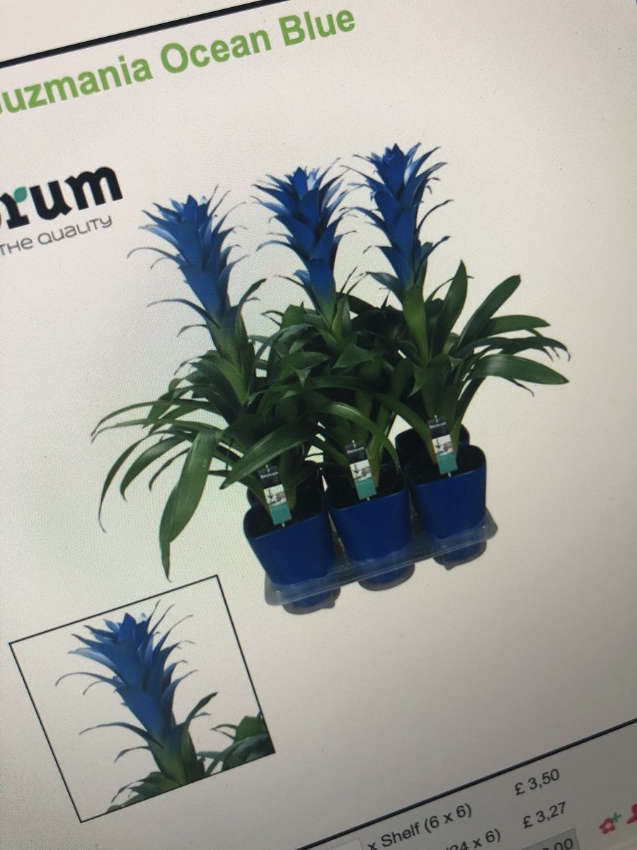 Thought these looked rather lovely.... 🤮🤢