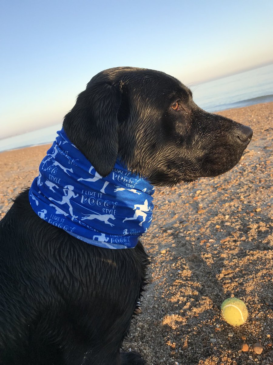 Very excited and nervous for Diesel’s first official canicross race this weekend! #Canicross #race #running #doggystyle <a href="/UKRunChat/">UKRunChat</a>