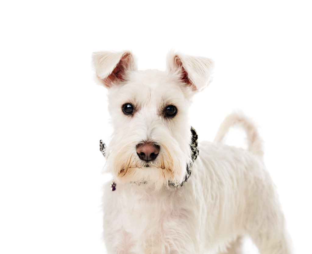 abbeylouiseee's tweet photo. @BBCTheArchers Definitely a miniature schnauzer. A white one would be great as you don’t see as many around! https://t.co/Cp6OPqMSXm