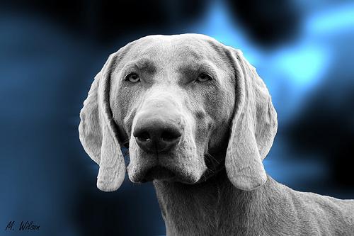 dog_random's tweet photo. @Travel_Guru4U this is a weimaraner! https://t.co/eM5Dx4QG9e