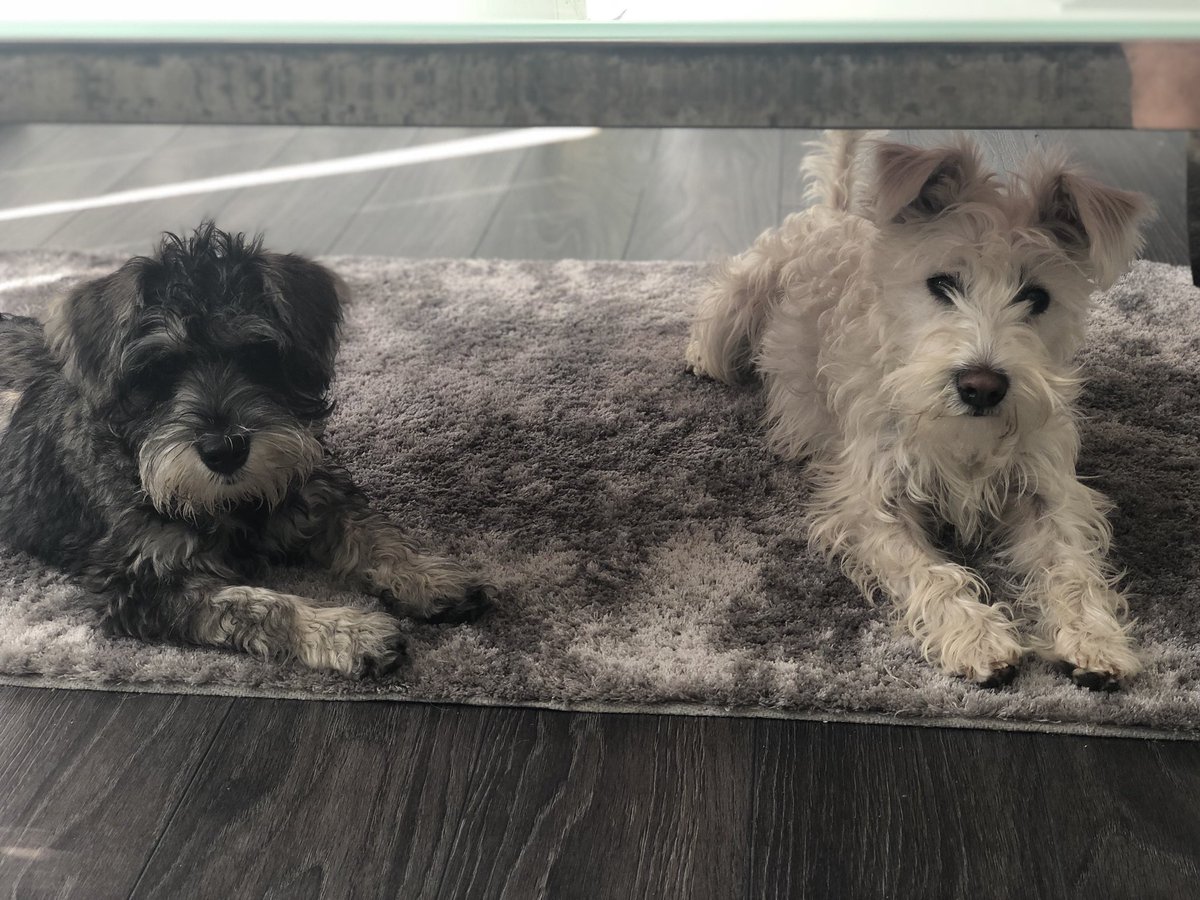 abbeylouiseee's tweet photo. @BBCTheArchers Miniature Schnauzer. Loyal, intelligent, but a little bit naughty! https://t.co/HFhpRzCa0y