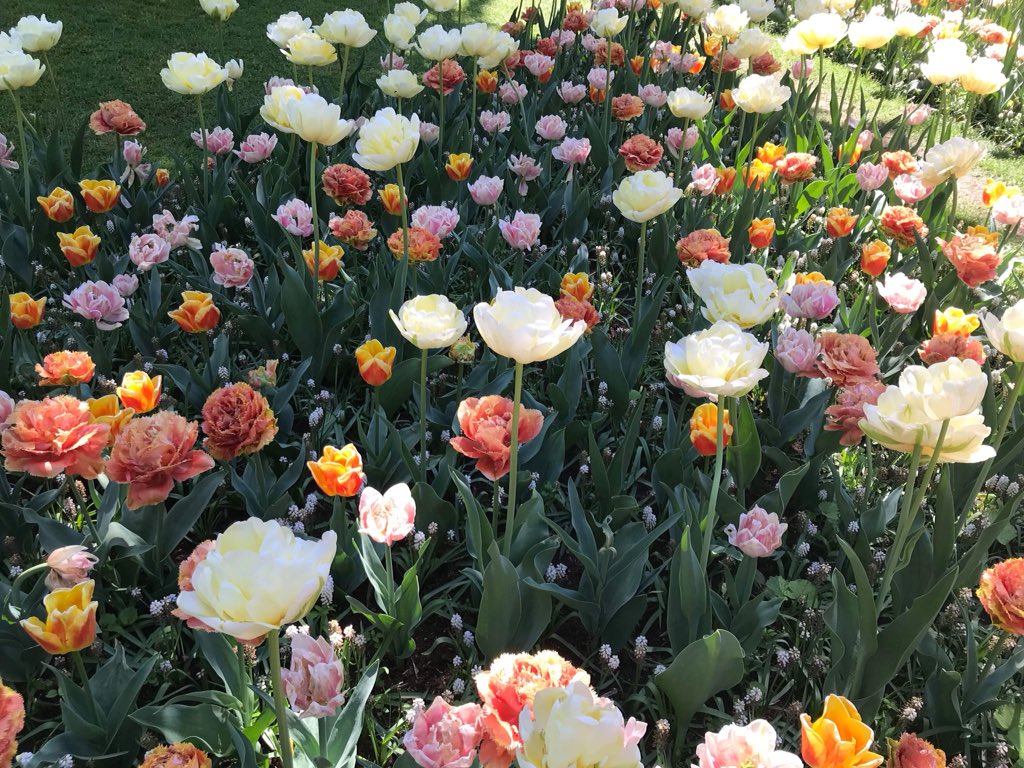 FloraGuery's tweet photo. Magnifique séjour aux Pays-Bas avec une petite balade au #Keukenhof 🌷 https://t.co/cPqqCASxcA