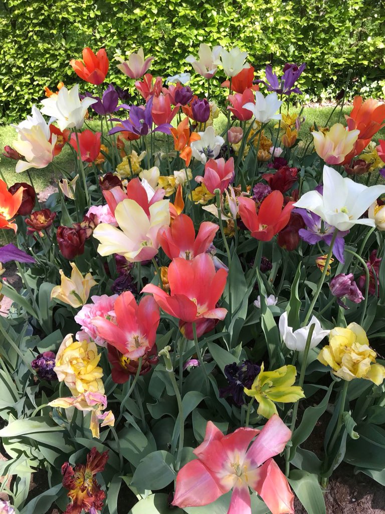FloraGuery's tweet photo. Magnifique séjour aux Pays-Bas avec une petite balade au #Keukenhof 🌷 https://t.co/cPqqCASxcA