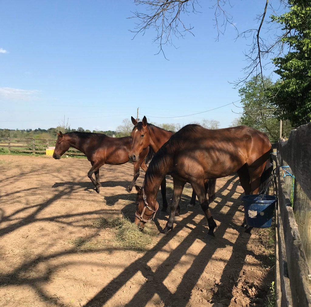 racing_fillies's tweet photo. Looks like everyone is getting along!
“I’m even sharing my hay!!”
You are all good girls!!!
Freya, Bad Girlfriend and Kentucky Blue
#OTTB #Standardbreds #mareprobs #wedontshareourfeed https://t.co/gOMnLPVuzb
