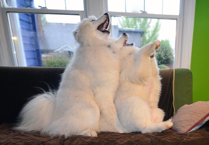 WeLoveDogsUSA's tweet photo. These two just one first prize in a Synchronized Laughing Contest #Samoyeds #LaughingDogs #WhiteDogs #LaughingDogs #Bigdogs
#DogsofTwitter https://t.co/EKQ8Cia322
