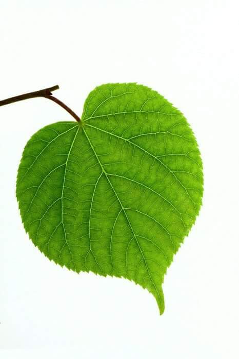 EctRunners's tweet photo. Irene van der Linden heeft een mooie donatie gedaan aan Jannes. Dat vinden wij "leaf" van haar. https://t.co/UMBFYkqjCL