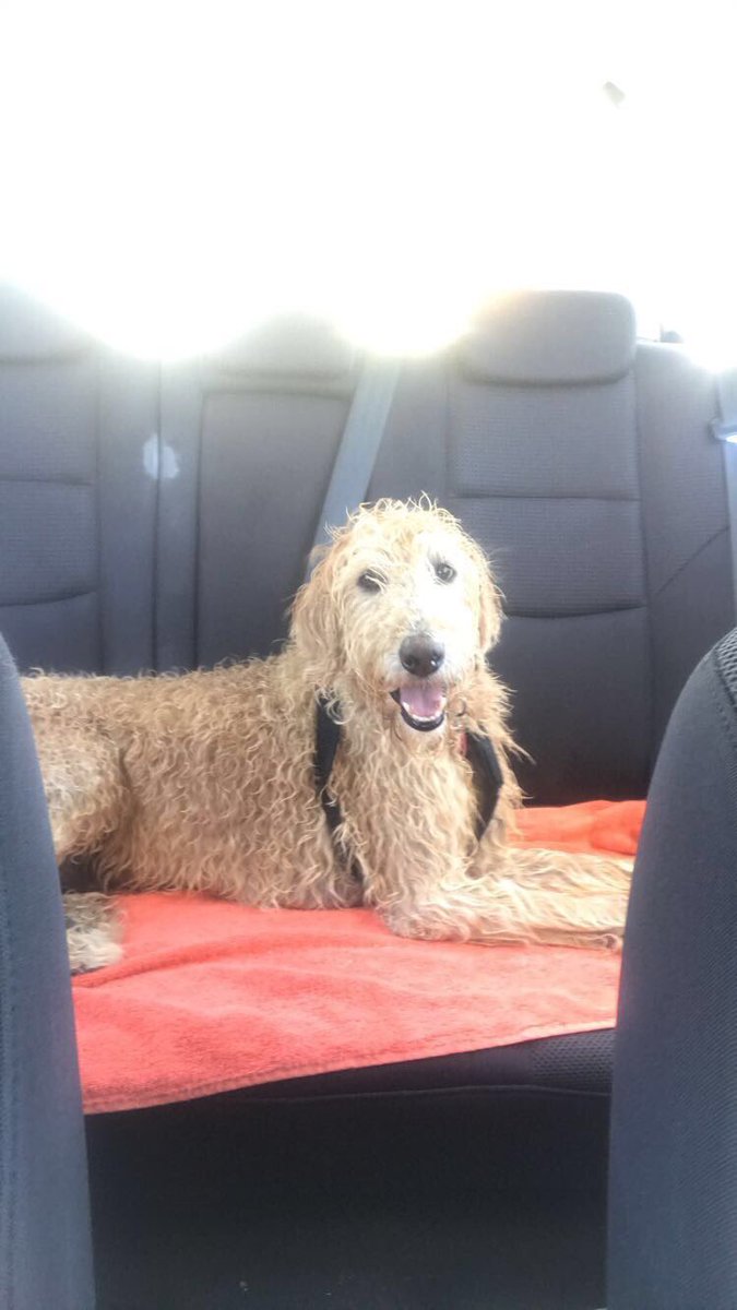 Caitiemeoneill's tweet photo. #AllDayStreamingParty casually listening to #AllDay in the car on the way home from the beach ...she think it’s PAWfect 🐾 💕@jamesmaslow 🤣🤣 https://t.co/GCj2984DDq