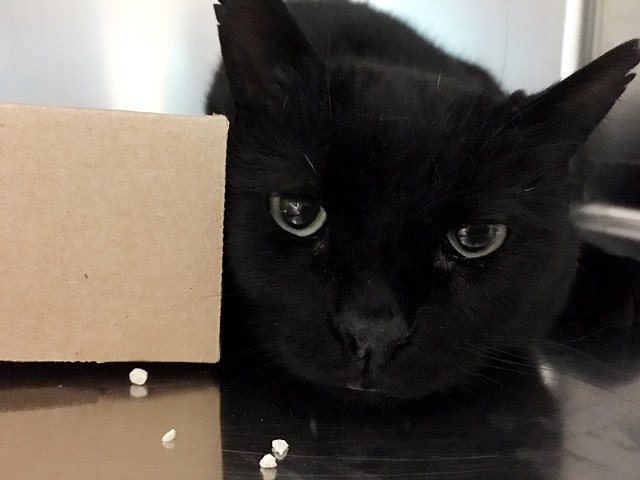 Catherine_Riche's tweet photo. GEORGE might BE KILLED TOMORROW unless fosters/adopters are found BEFORE NOON. Please RT-SHARE-PLEDGE-FOSTER-ADOPT! #NYC #CATS

https://t.co/yhXnTDtjR6 https://t.co/7pGXHtTBz3