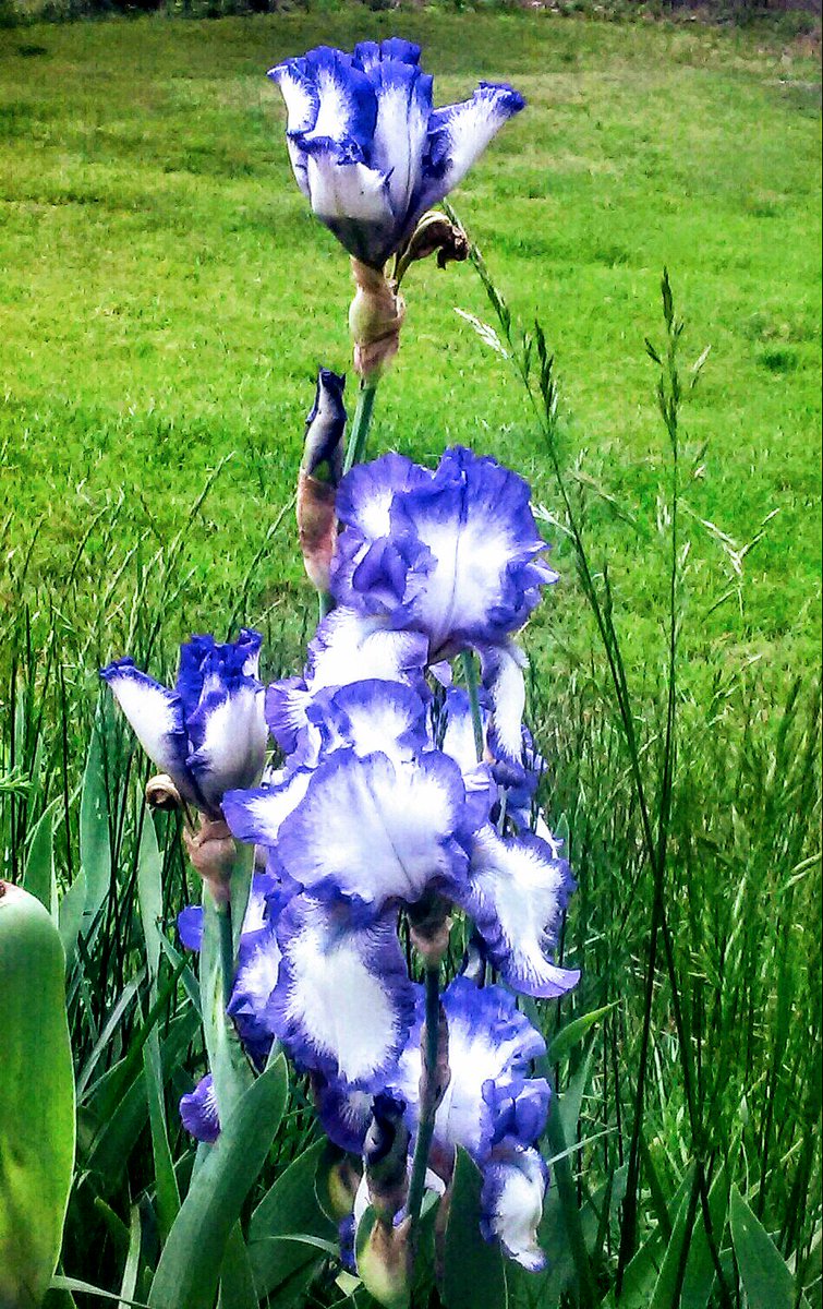 libbymcgrath730's tweet photo. @davidcaruso1 Flowers in my garden (Irises) remind me of your eyes. ☺ https://t.co/vfrqI0o4Wk