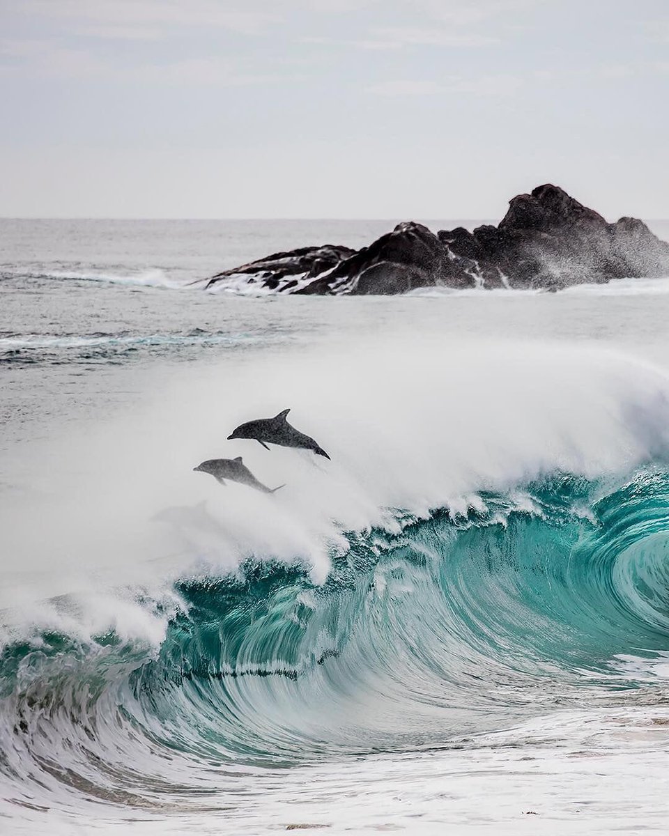pixoftheearth's tweet photo. Surfing dolphins https://t.co/7eavQ1Insp