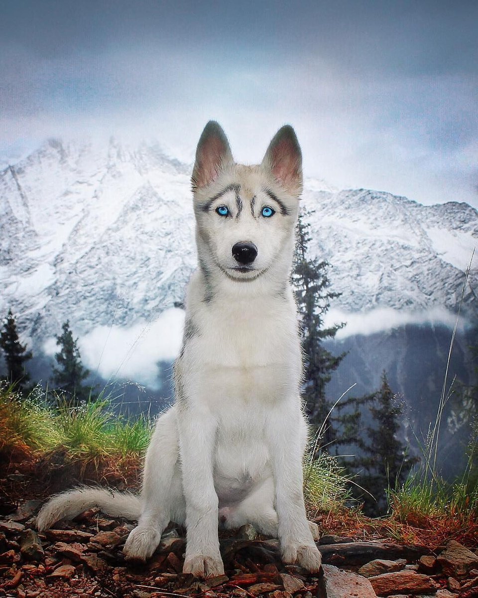 pixoftheearth's tweet photo. King of the Mountain https://t.co/cGuqomsdV4