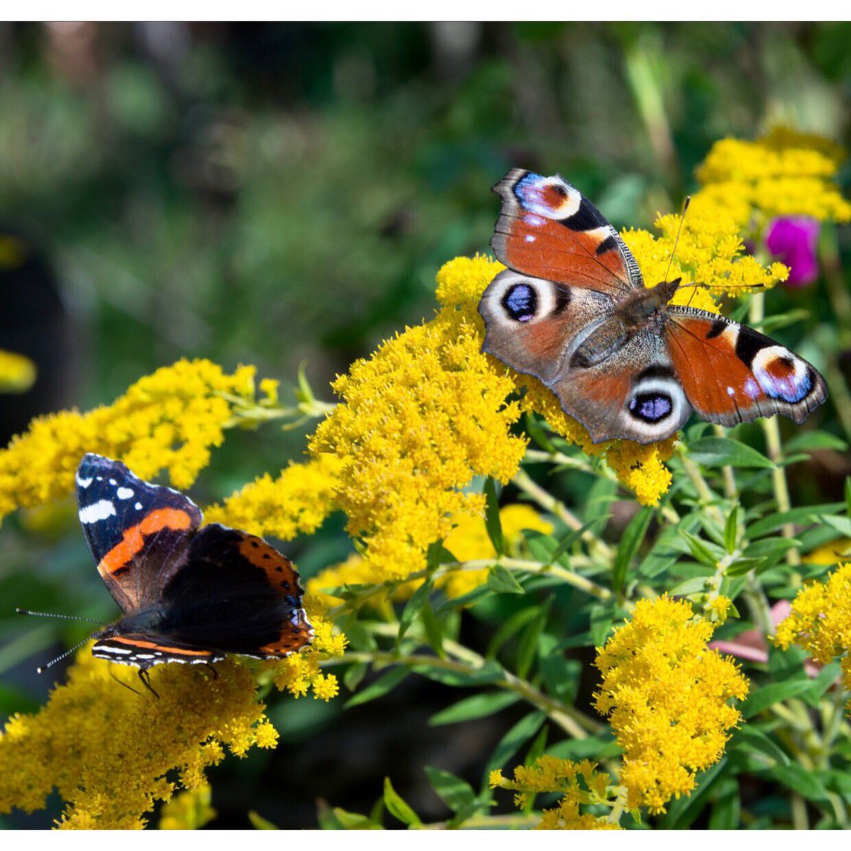 How about an #app developed to help identify the #flowers and #butterflies on the #Downs. #EE #Engineering #Eastbourne #EngineeringEastbourne #YoE #peacockbutterfly #redadmiralbutterfly #insects #plants #nature #naturetrail #wildlife #walking #learning #education #thesouthdowns