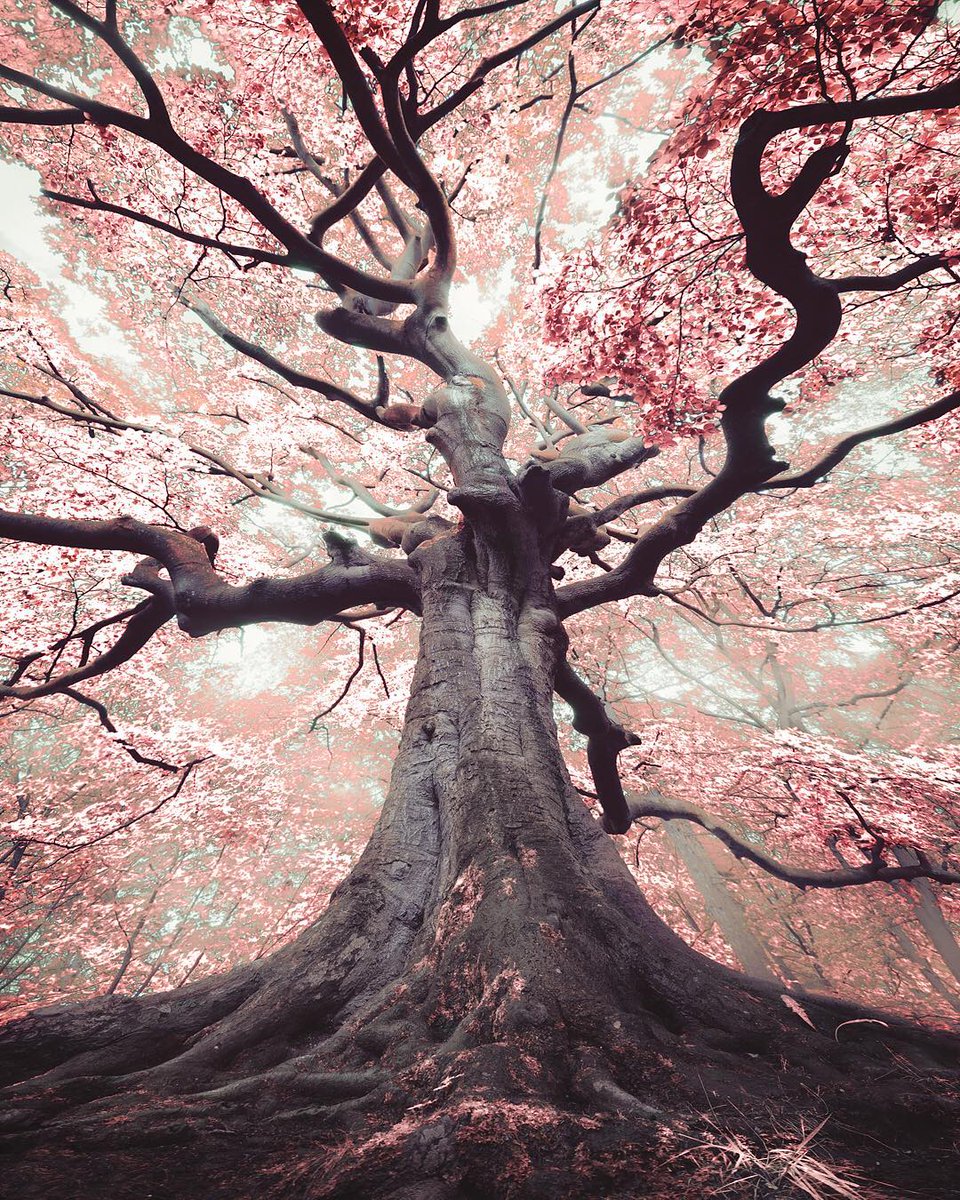 lugareswow's tweet photo. Cerezos en flor en Bladel, Paises Bajos 
Foto: https://t.co/UcZaKKAxoh

#cherryblossom #sakura #netherlands #paisesbajos #travel #viajar https://t.co/57r41dEYlD